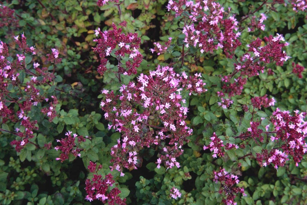 Origanum compactum — mountain herb of ancient Mesopotamia